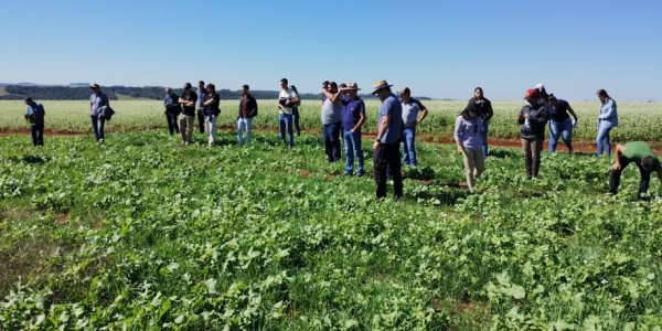 Produtores gaúchos utilizam agricultura regenerativa para diminuir custos